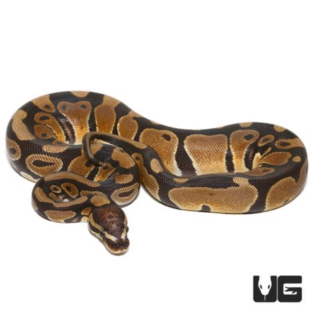 Microscale Het Clown Ball Python (Python regius) For Sale - Underground Reptiles