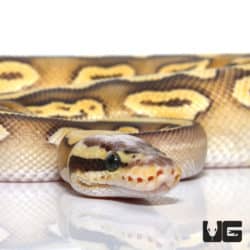Motley Super Pastel Mojave Het Clown Ball Python (Python regius) For Sale - Underground Reptiles