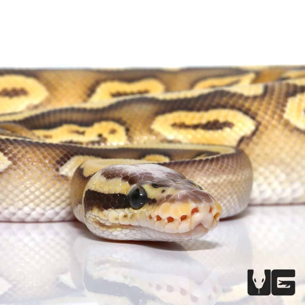 Motley Super Pastel Mojave Het Clown Ball Python (Python regius) For ...