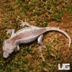 Baby Striped Gargoyle Gecko (Rhacodactylus auriculatus) For Sale - Underground Reptiles