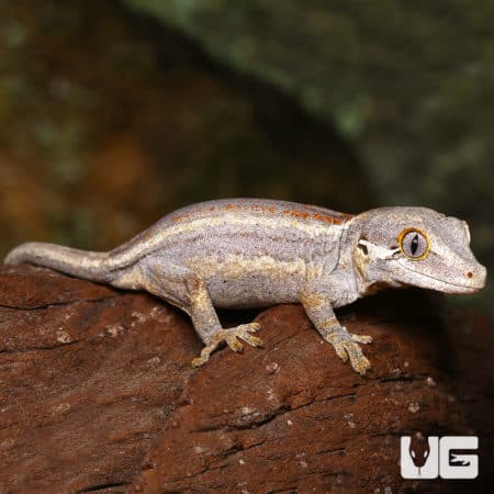Baby Striped Gargoyle Gecko (Rhacodactylus auriculatus) For Sale - Underground Reptiles