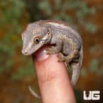 Baby Striped Gargoyle Gecko (Rhacodactylus auriculatus) For Sale - Underground Reptiles