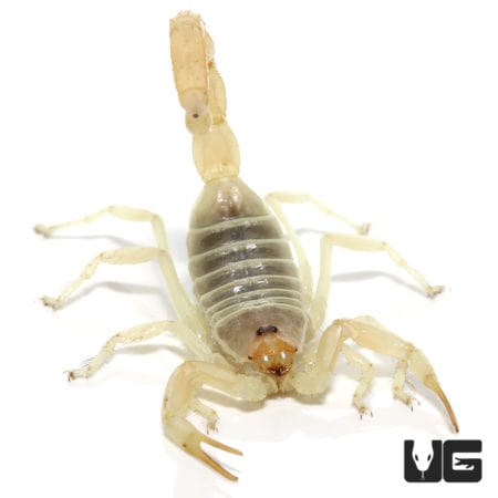 Egyptian Green Scorpion (Buthacus leptochelys) For Sale - Underground Reptiles