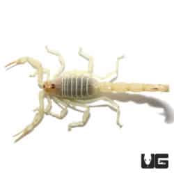 Egyptian Green Scorpion (Buthacus leptochelys) For Sale - Underground Reptiles