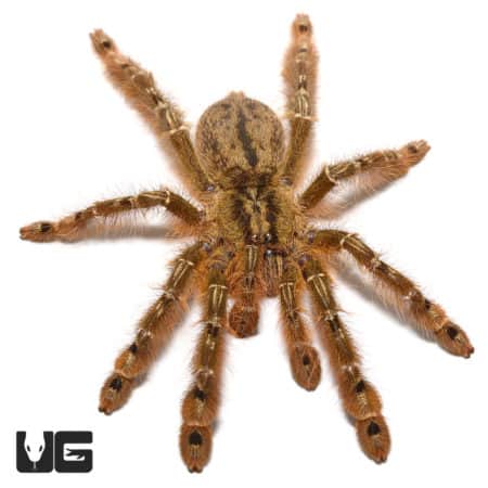 Featherleg Baboon Tarantula (Stromatopelma calceatum) For Sale ...