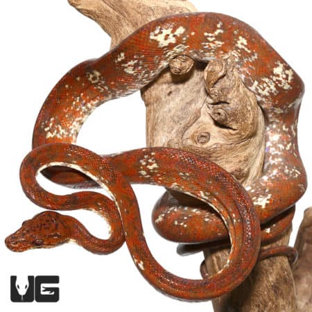 High White Red Calico Amazon Tree Boas (Corallus hortulanus) For Sale - Underground Reptiles