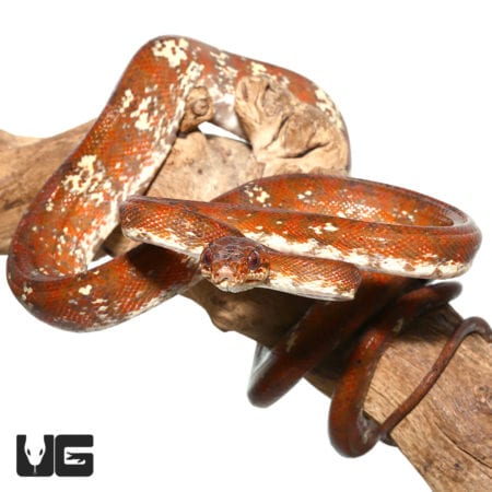 High White Red Calico Amazon Tree Boas (Corallus hortulanus) For Sale - Underground Reptiles