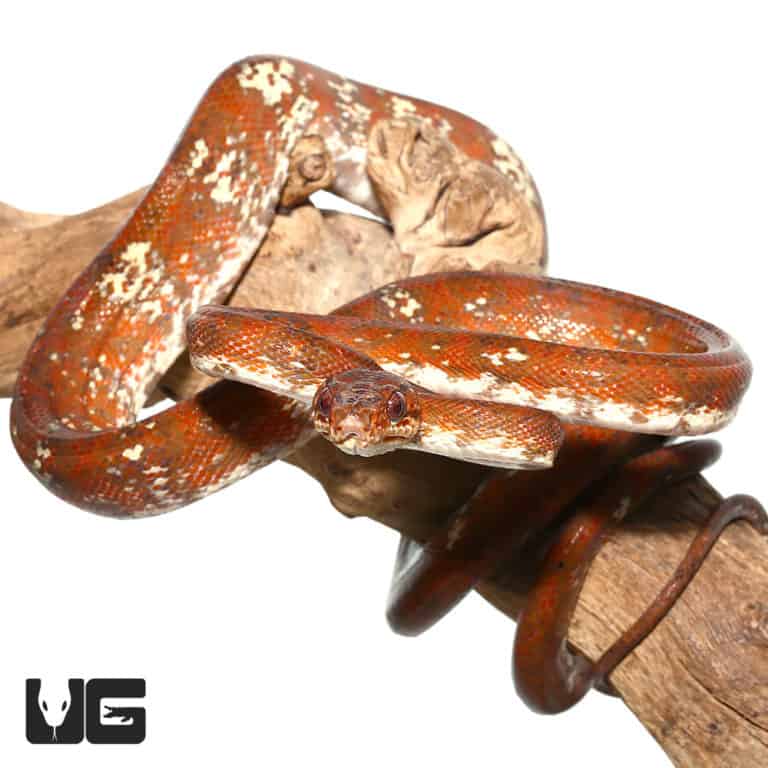 Baby Candy Cane Amazon Tree Boas For Sale - Underground Reptiles