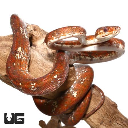High White Red Calico Amazon Tree Boas (Corallus hortulanus) For Sale - Underground Reptiles