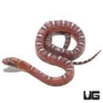 Baby Scaleless Classic Cornsnake (Pantherophis guttatus) For Sale - Underground Reptiles