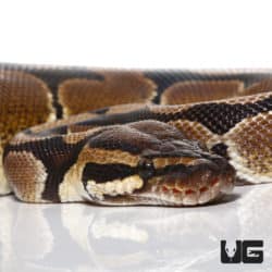 Normal (Dinker) Ball Python (Python regius) For Sale - Underground Reptiles