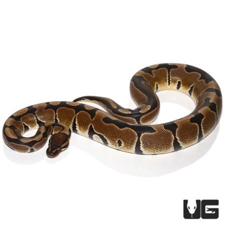 Normal (Dinker) Ball Python (Python regius) For Sale - Underground Reptiles