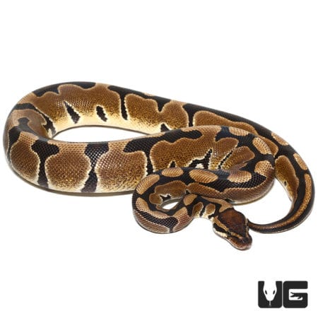 Normal (Dinker) Ball Python (Python regius) For Sale - Underground Reptiles