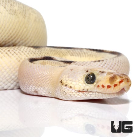 OD Fire Spider Pastel Clown Ball Python (Python regius) For Sale - Underground Reptiles