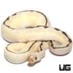 OD Fire Spider Pastel Clown Ball Python (Python regius) For Sale - Underground Reptiles