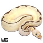 OD Fire Spider Pastel Clown Ball Python (Python regius) For Sale - Underground Reptiles