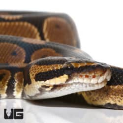 OD Het Albino Ball Python (Python regius) For Sale - Underground Reptiles