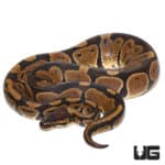 OD Het Albino Ball Python (Python regius) For Sale - Underground Reptiles