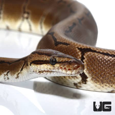 OD Pinstripe Het Ultramel & Cryptic Ball Python (Python regius) For Sale - Underground Reptiles
