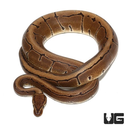 OD Pinstripe Het Ultramel & Cryptic Ball Python (Python regius) For Sale - Underground Reptiles