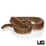 OD Pinstripe Het Ultramel & Cryptic Ball Python (Python regius) For Sale - Underground Reptiles