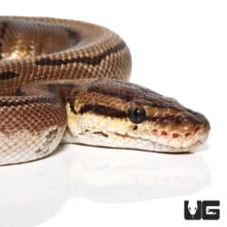 OD Pinstripe Het Ultramel & Cryptic Ball Python (Python regius) For Sale - Underground Reptiles