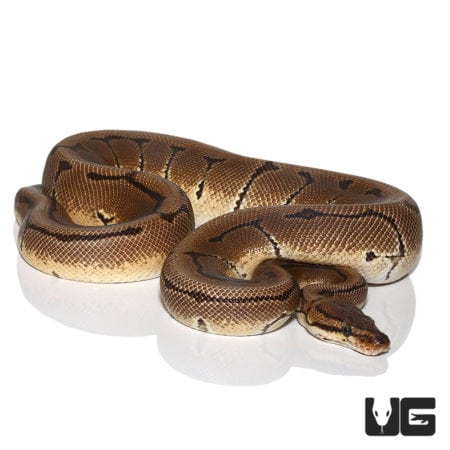 OD Pinstripe Het Ultramel & Cryptic Ball Python (Python regius) For Sale - Underground Reptiles