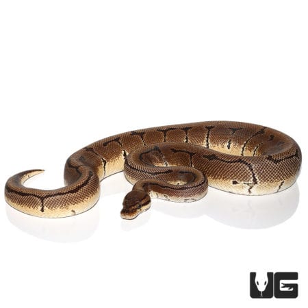 OD Pinstripe Het Ultramel & Cryptic Ball Python (Python regius) For Sale - Underground Reptiles