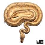 Orange Dream Redstripe Butter Pos Super Enchi Yellowbelly Ball Python (Python regius) For Sale - Underground Reptiles