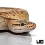 Orange Dream Redstripe Butter Pos Super Enchi Yellowbelly Ball Python (Python regius) For Sale - Underground Reptiles