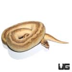 Orange Dream Redstripe Butter Pos Super Enchi Yellowbelly Ball Python (Python regius) For Sale - Underground Reptiles