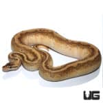 Orange Dream Redstripe Butter Pos Super Enchi Yellowbelly Ball Python (Python regius) For Sale - Underground Reptiles
