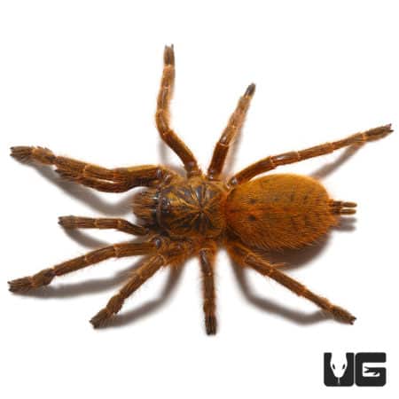 Orange Starburst Baboon Tarantula Pair (Pterinochilus murinus) For Sale - Underground Reptiles