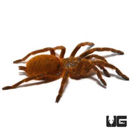 Orange Starburst Baboon Tarantula Pair (Pterinochilus murinus) For Sale - Underground Reptiles