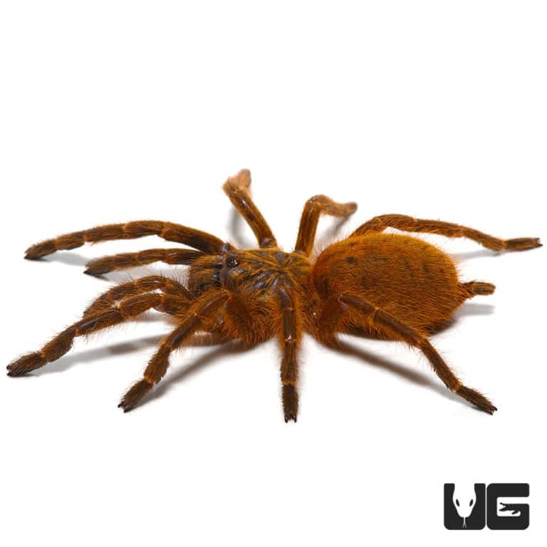 Usambara Orange Baboon Tarantulas For Sale - Underground Reptiles