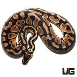 Pastel Het Clown Ball Python (Python regius) For Sale - Underground Reptiles