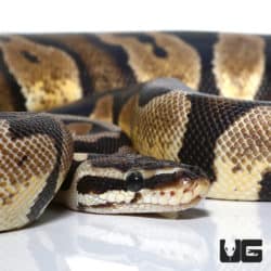 Pastel Scaleless Head Het Albino Ball Python (Python regius) For Sale - Underground Reptiles