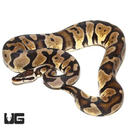 Pastel Scaleless Head Het Albino Ball Python (Python regius) For Sale - Underground Reptiles
