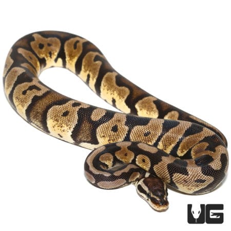 Pastel Scaleless Head Het Albino Ball Python (Python regius) For Sale - Underground Reptiles