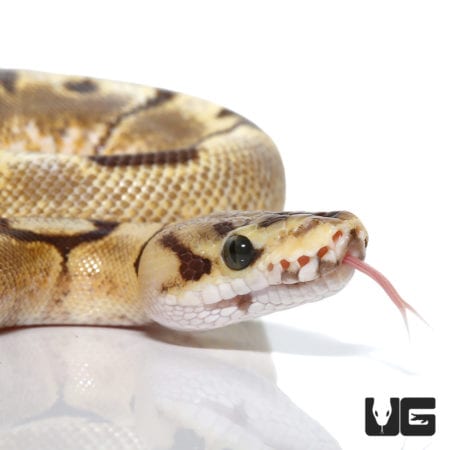 Pastel Spider Fire 50% Het Clown Ball Python (Python regius) For Sale - Underground Reptiles