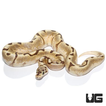 Pastel Spider Fire 50% Het Clown Ball Python (Python regius) For Sale - Underground Reptiles