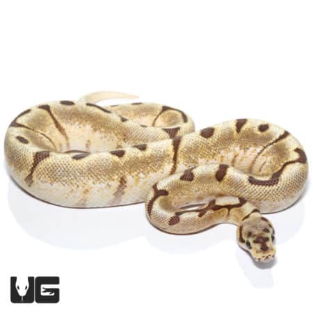 Pastel Spider Fire 50% Het Clown Ball Python (Python regius) For Sale - Underground Reptiles