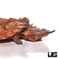 Peruvian Mata Mata Turtle (Chelus fimbriata) For Sale - Underground Reptiles