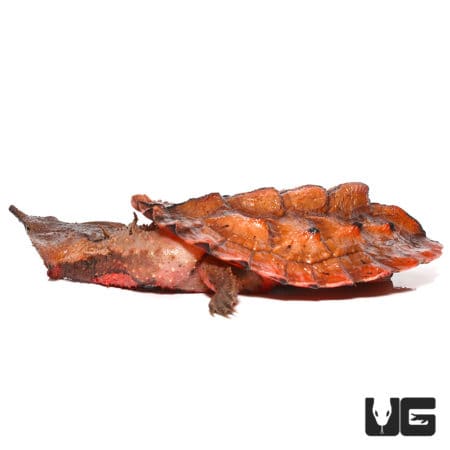 Peruvian Mata Mata Turtle (Chelus fimbriata) For Sale - Underground Reptiles