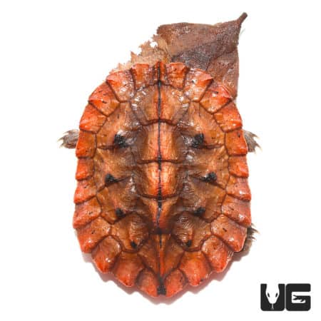 Peruvian Mata Mata Turtle (Chelus fimbriata) For Sale - Underground Reptiles