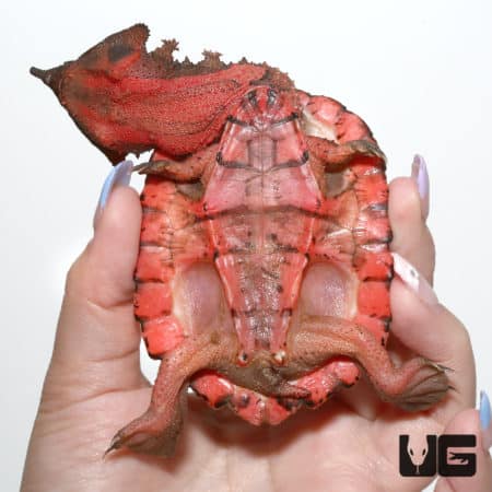 Peruvian Mata Mata Turtle (Chelus fimbriata) For Sale - Underground Reptiles