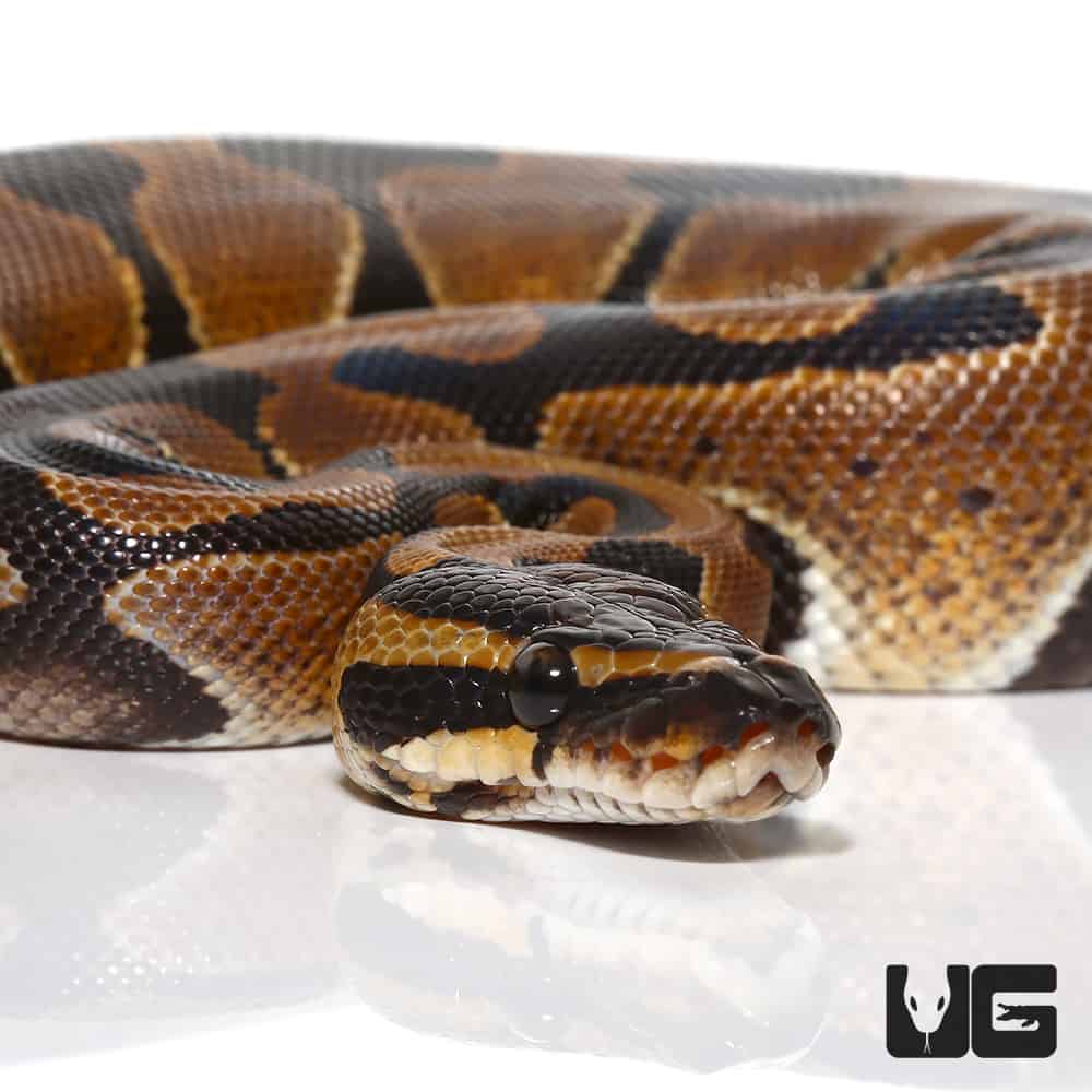 Pos Super Mandarin Ball Python (Python regius) For Sale - Underground ...