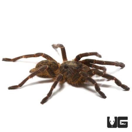 Rear Horn Baboon Tarantula Pair (Ceratogyrus darlingi) For Sale ...