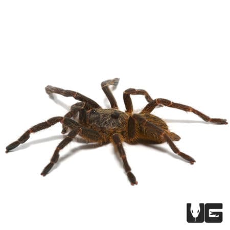 Rear Horn Baboon Tarantula Pair (Ceratogyrus darlingi) For Sale - Underground Reptiles