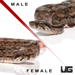 Baby Red Phase Central American Boa Pair (Boa constrictor imperator) For Sale - Underground Reptiles